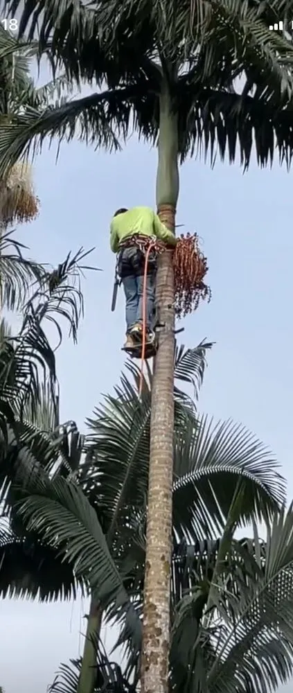 Expert landscape installation in Keaau, HI by 1 2 3 Tree Service
