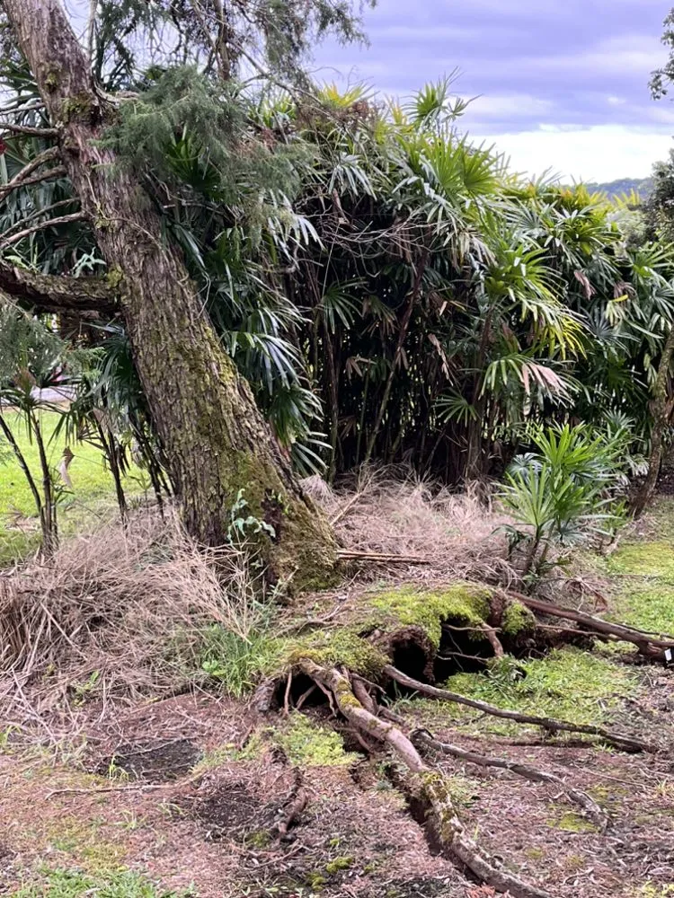 Trusted landscape installation in Keaau, HI - 1 2 3 Tree Service