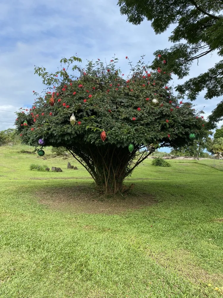 Affordable landscape design in Keaau, HI - 1 2 3 Tree Service