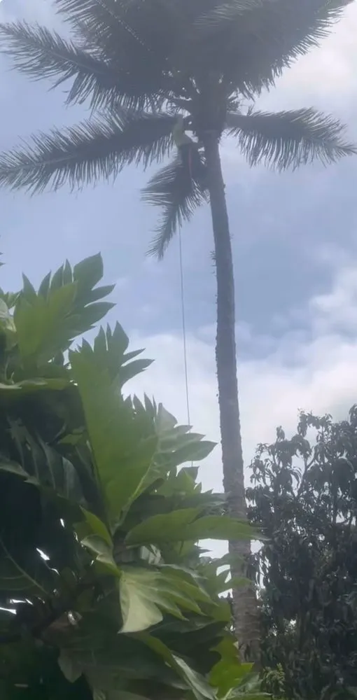 Custom garden landscaping in Keaau, HI by 1 2 3 Tree Service