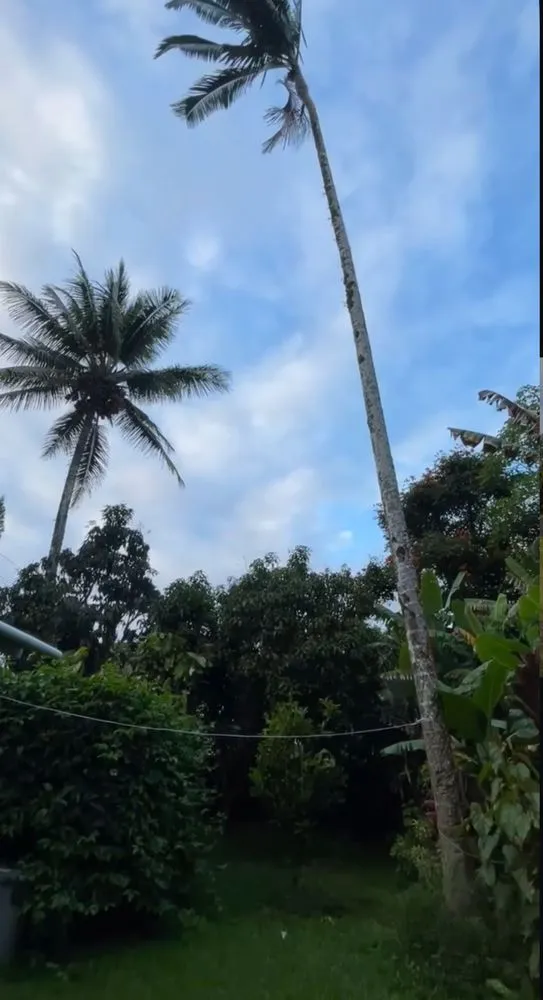 Local landscape design in Keaau, HI - 1 2 3 Tree Service