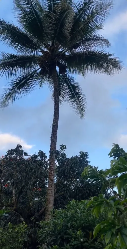 Local residential landscaping for year-round maintenance across Keaau, HI - 1 2 3 Tree Service