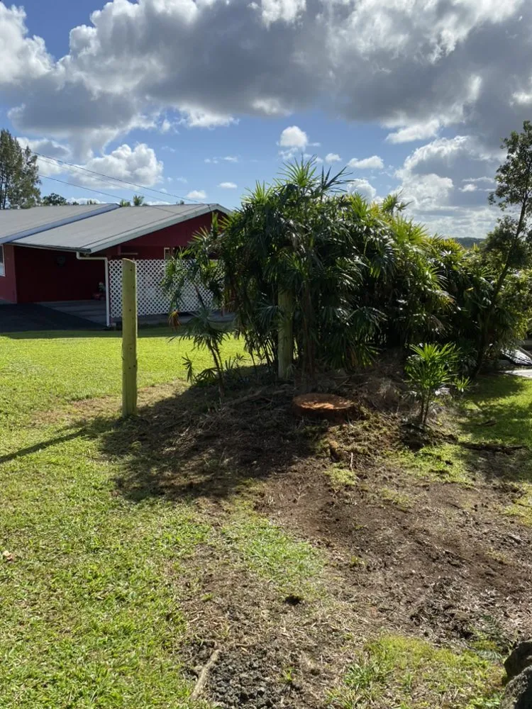 Affordable yard cleanup service experts serving Keaau, HI - 1 2 3 Tree Service