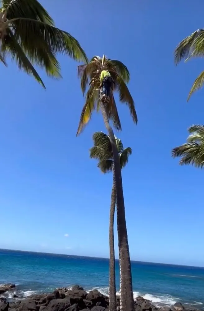 Custom yard cleanup service experts serving Keaau, HI - 1 2 3 Tree Service