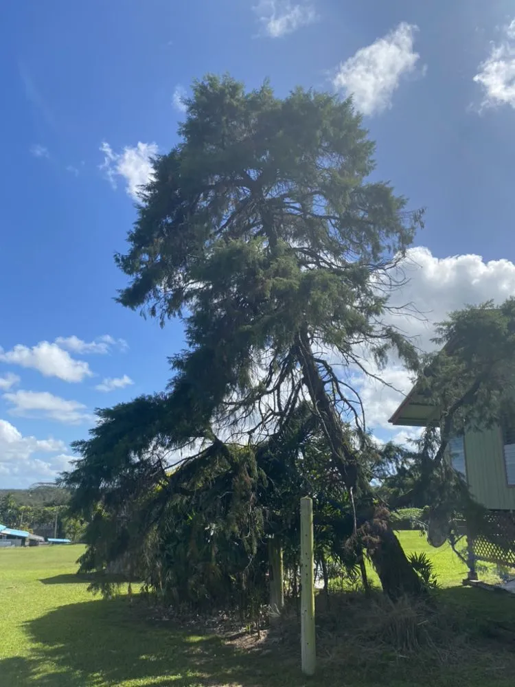 Reliable landscape installation in Keaau, HI by 1 2 3 Tree Service