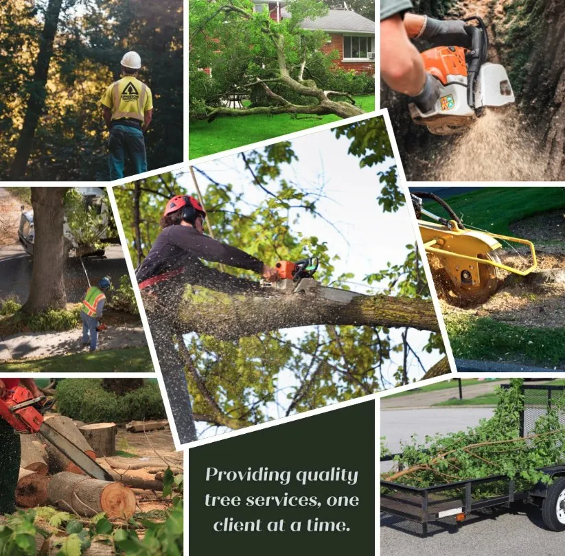 Trusted lawn mowing service experts serving Bear, DE - 1 2 Tree Gone