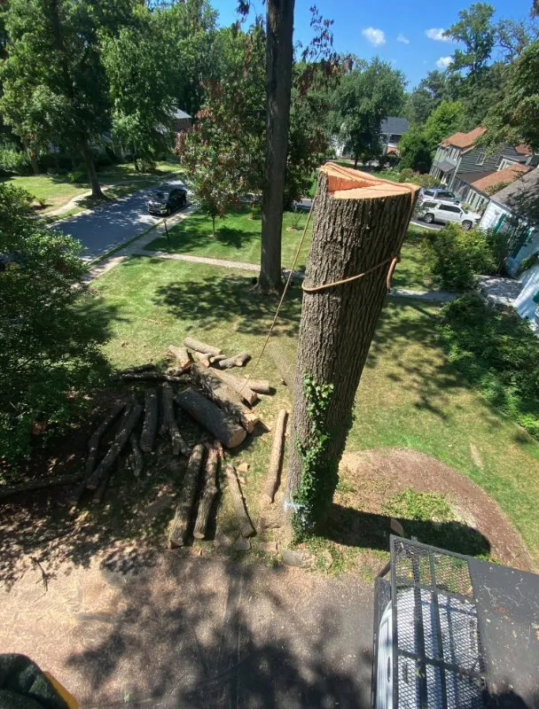 Reliable garden landscaping in Bear, DE - 1 2 Tree Gone