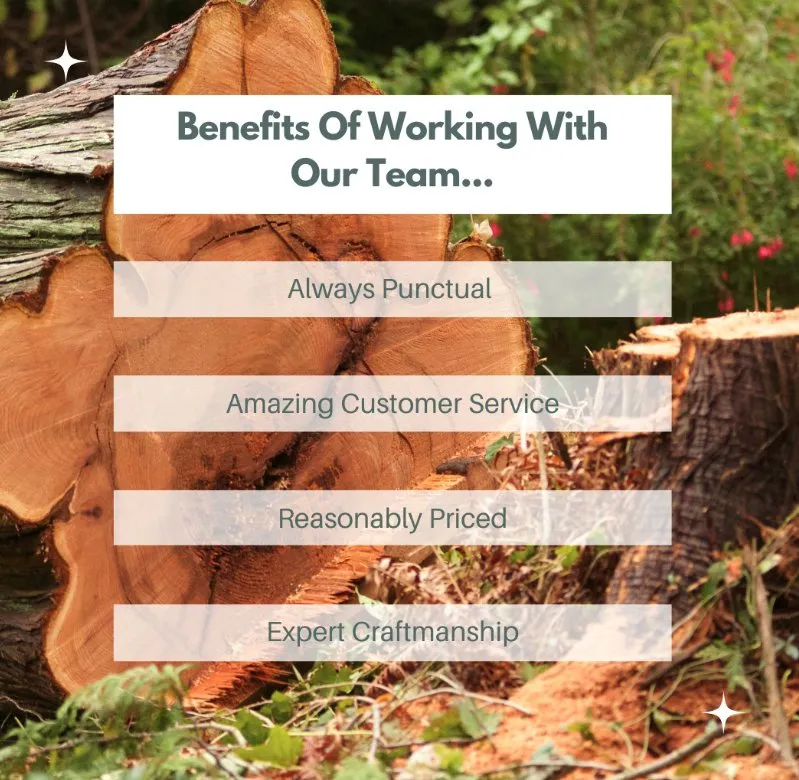 Affordable yard cleanup service in Bear, DE - 1 2 Tree Gone