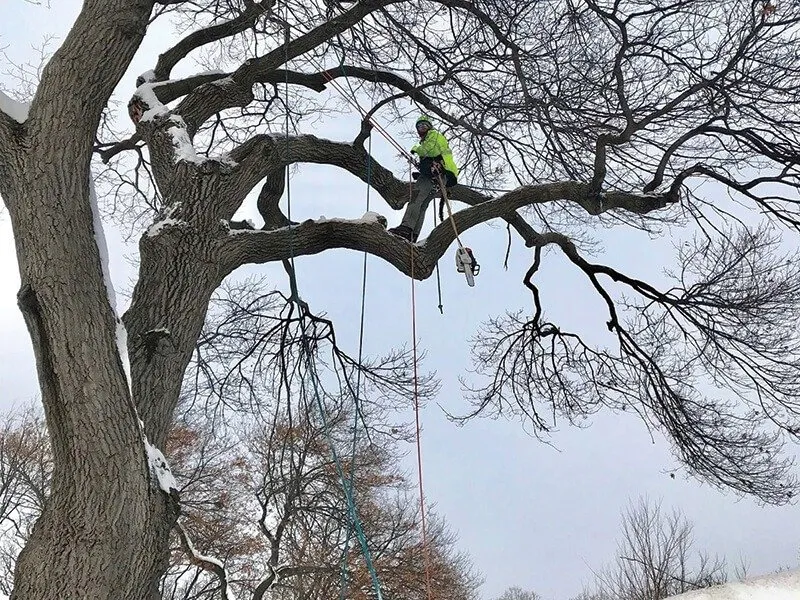 Trusted garden landscaping in Stillwater, MN - 1-2 Tree Lawn And Landscape