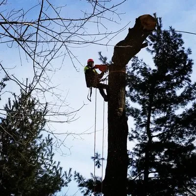 1-2 Tree Lawn And Landscape Logo