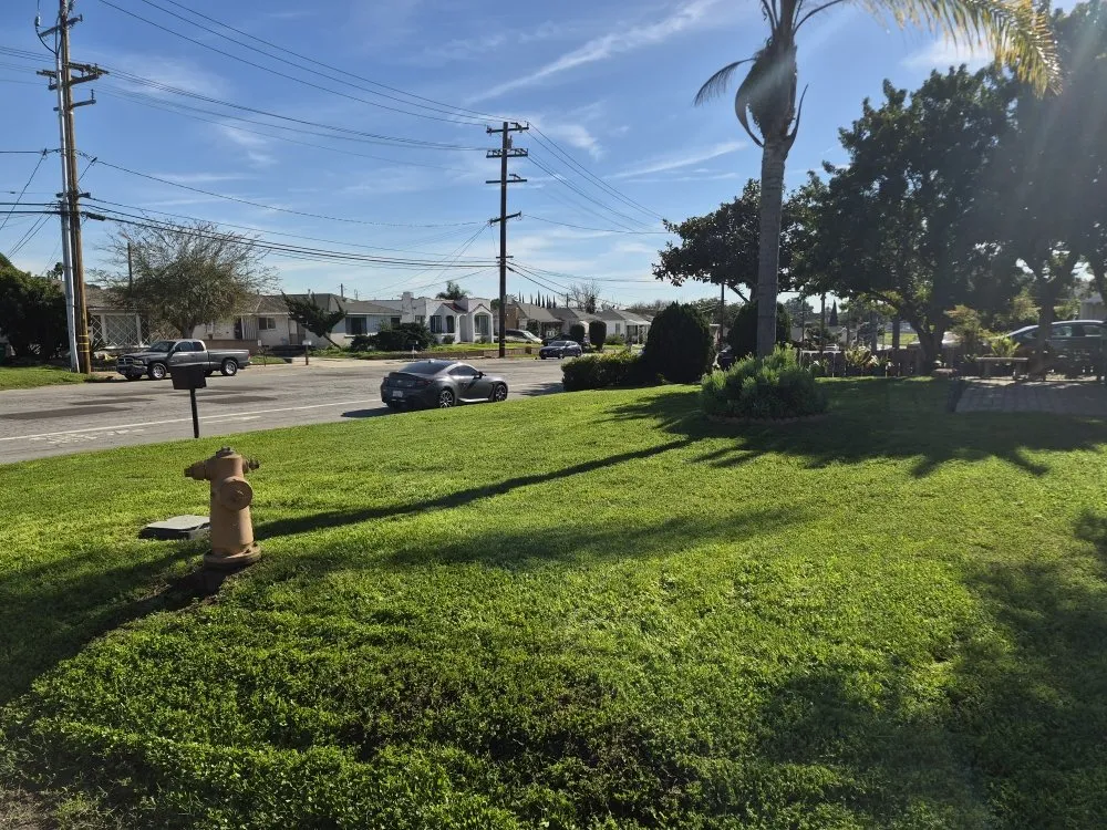 Affordable yard cleanup service experts serving Redondo, CA - 1 Best Lawn Care Services