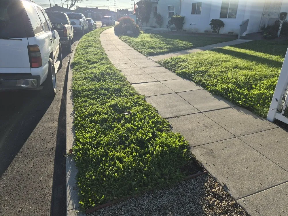 Expert landscape design in Redondo, CA by 1 Best Lawn Care Services