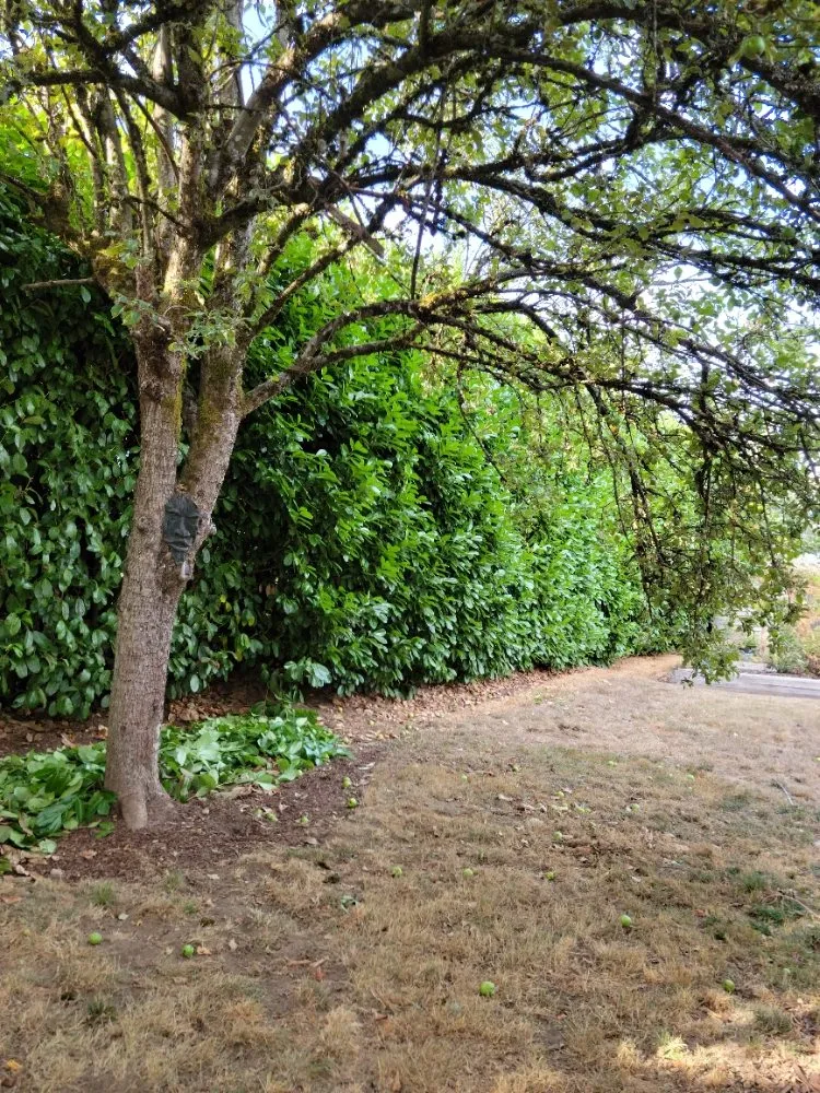 Professional yard maintenance for homes across Lynnwood, WA - 1 Custom Landscapes