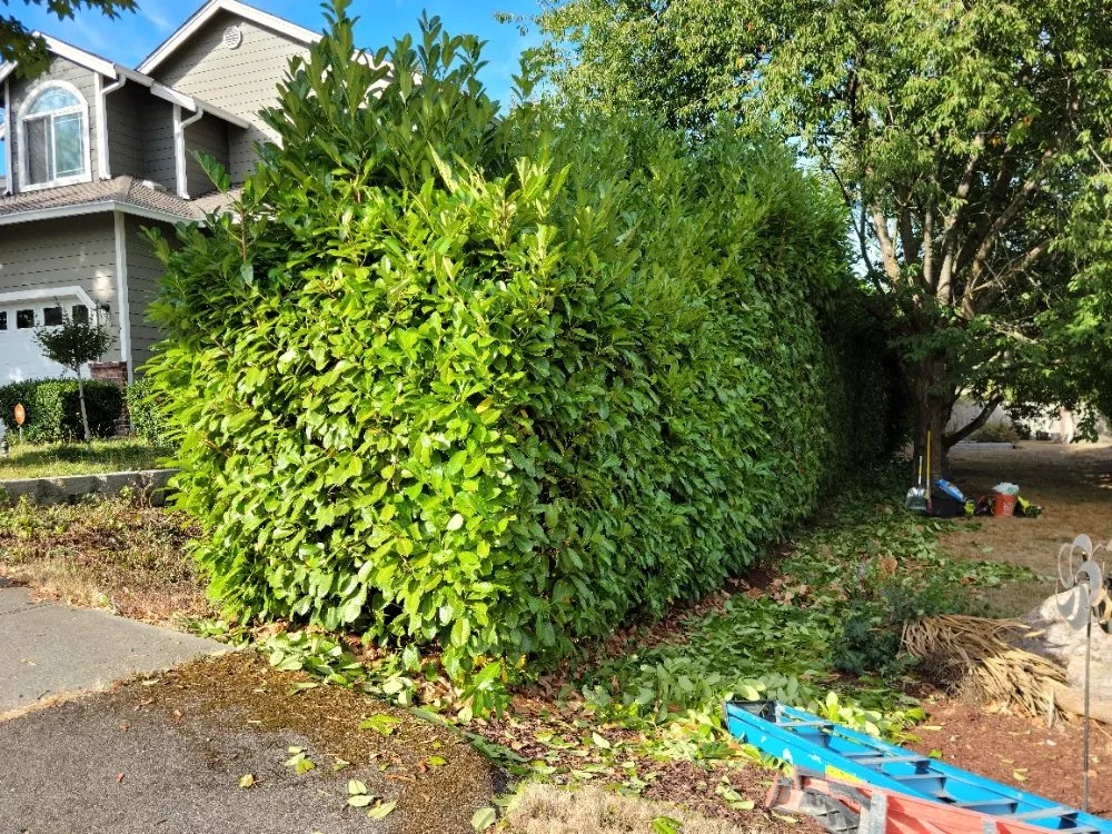 Professional landscaping services in Lynnwood, WA - 1 Custom Landscapes