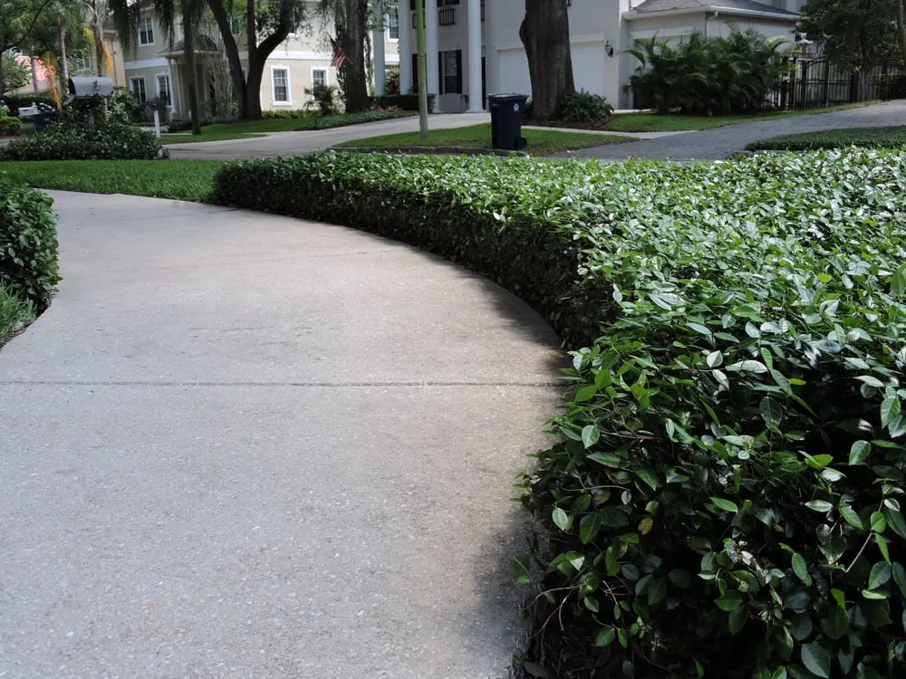 Professional landscaping services in Tampa, FL by 1 Friendly Lawn Service