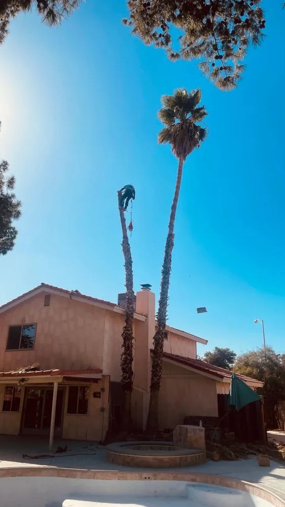 Top-rated yard cleanup service in Las Vegas, NV by 1 Rafael Tree & Landscaping Services