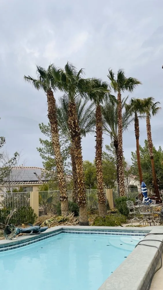 Local yard maintenance in Las Vegas, NV by 1 Rafael Tree & Landscaping Services