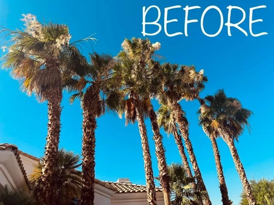 Professional lawn mowing service for residential properties in Las Vegas, NV by 1 Rafael Tree & Landscaping Services