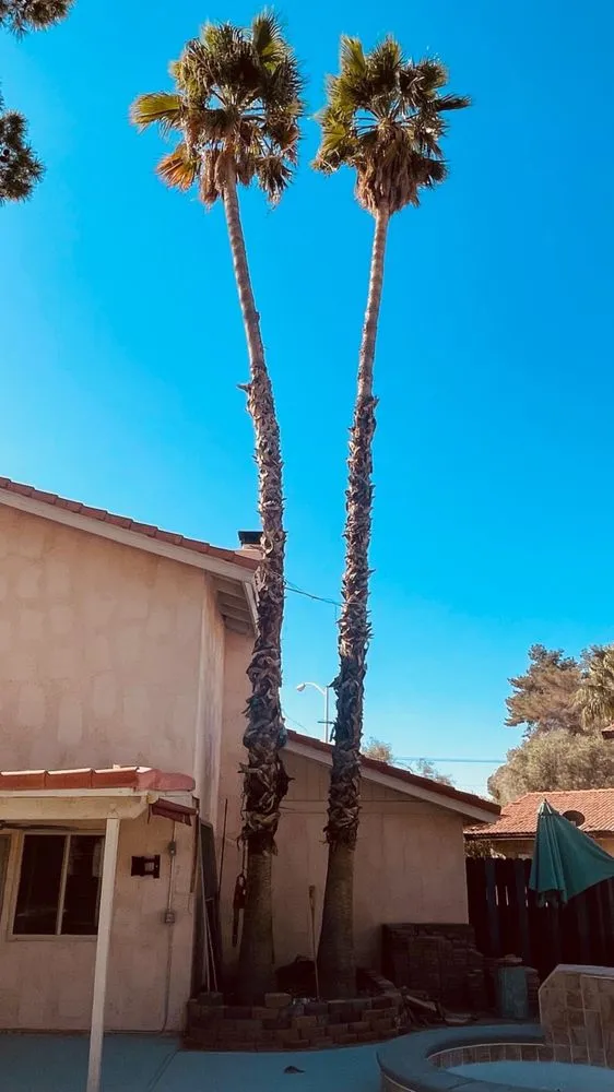 Trusted landscaping services in Las Vegas, NV - 1 Rafael Tree & Landscaping Services