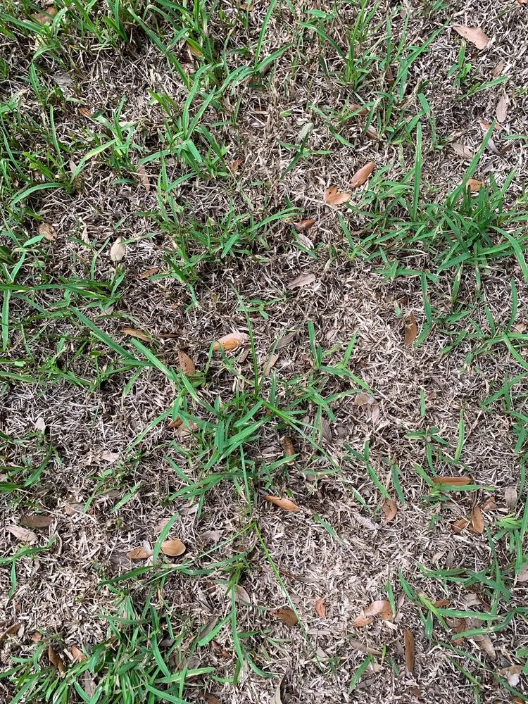 Local lawn care service for residential properties across Orlando, FL - 1 Stop Sod & Landscaping