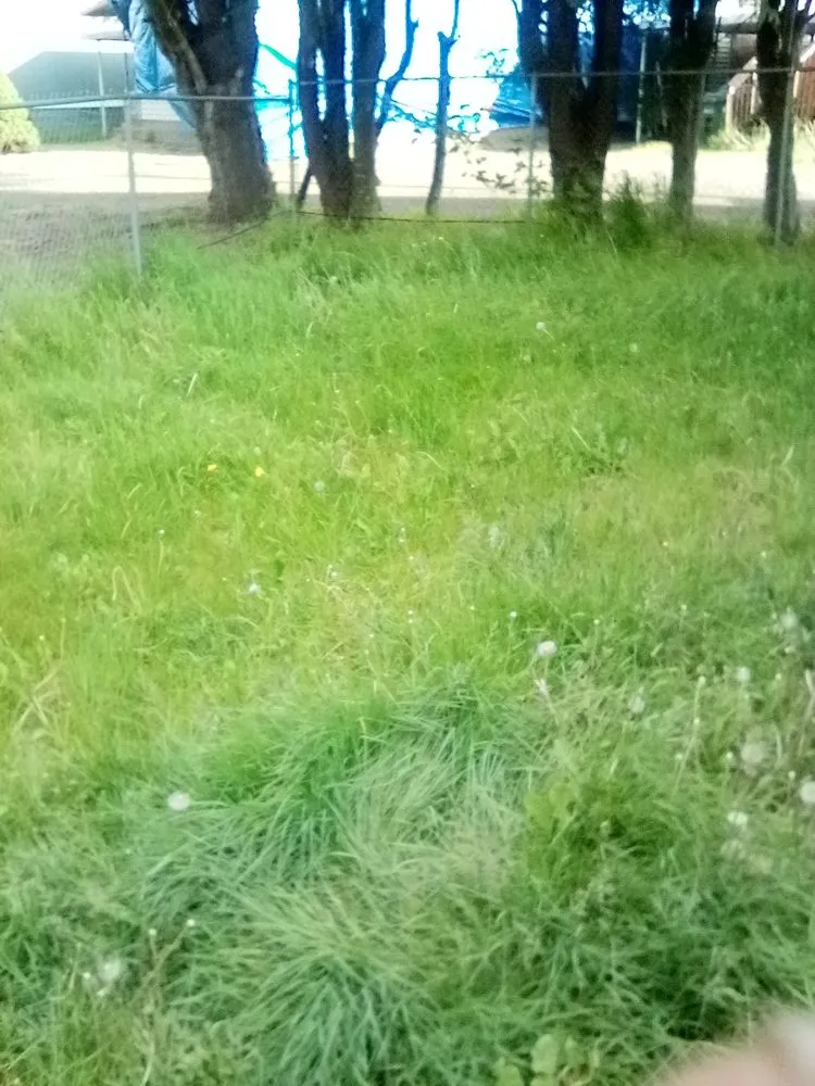 Affordable landscape design in Tacoma, WA by 1 Wolf Landscaping