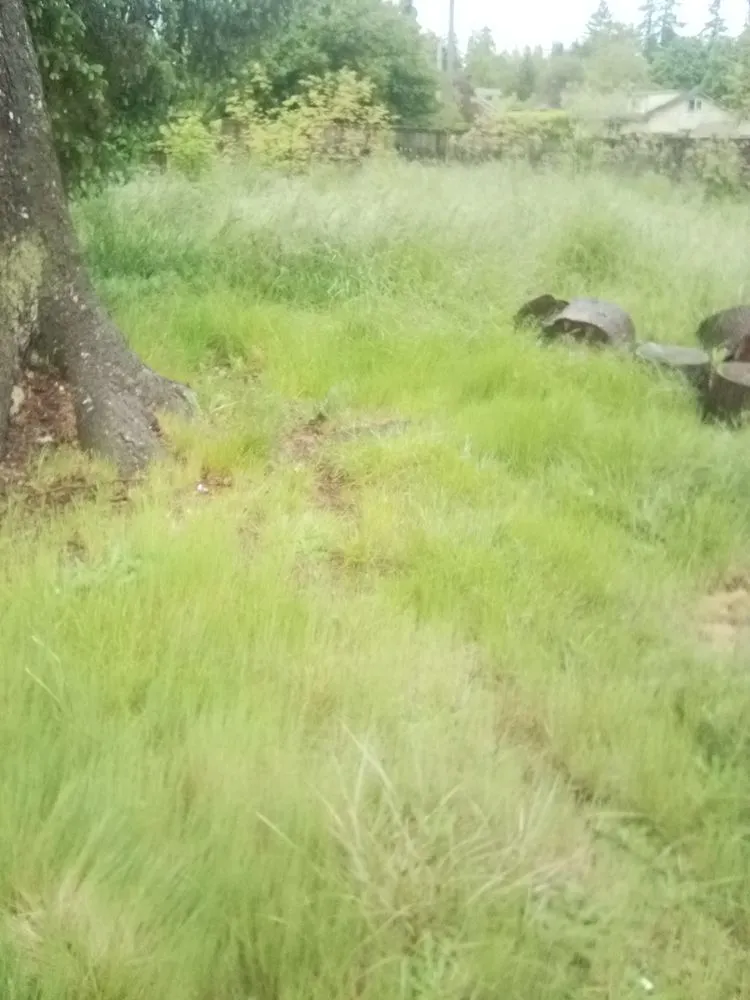 Affordable lawn care service experts serving Tacoma, WA - 1 Wolf Landscaping