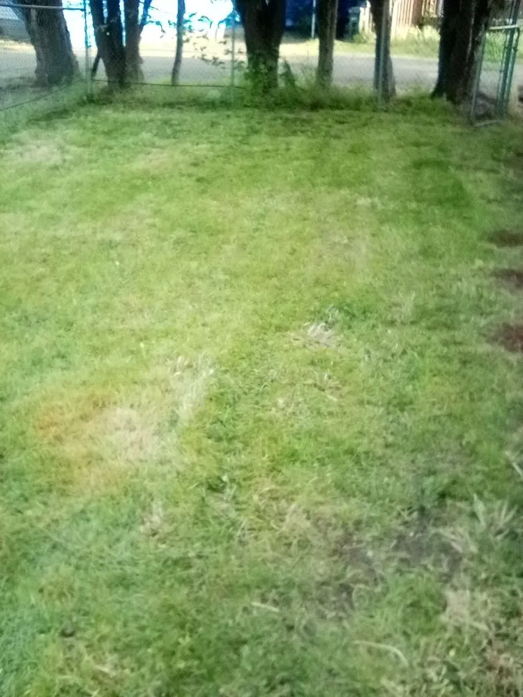 Custom yard maintenance in Tacoma, WA - 1 Wolf Landscaping