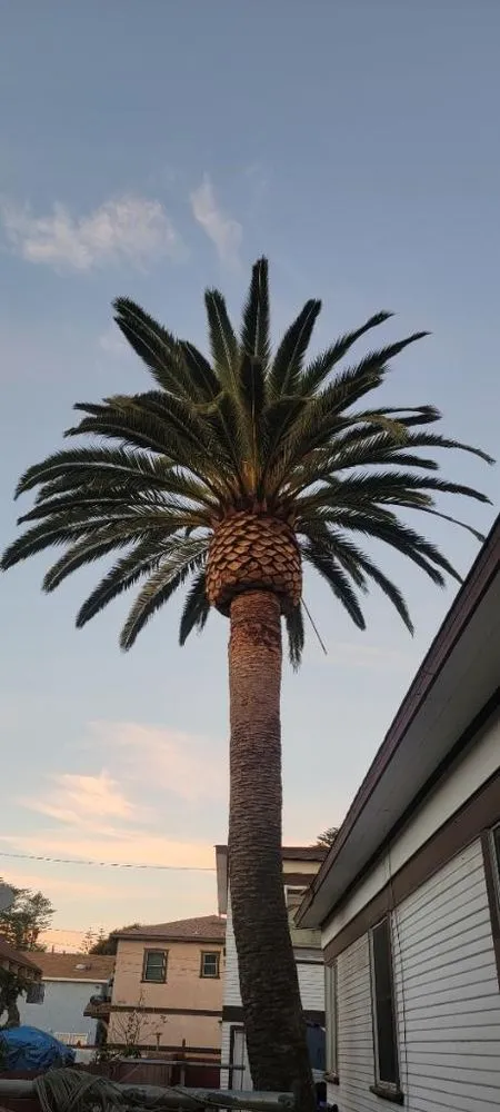 Local landscaping services for residential properties in Camarillo, CA by 101 BL Treescapes