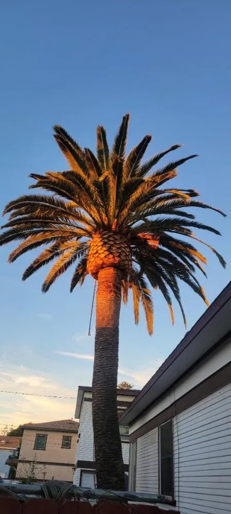 Local landscape design for outdoor upgrades in Camarillo, CA by 101 BL Treescapes