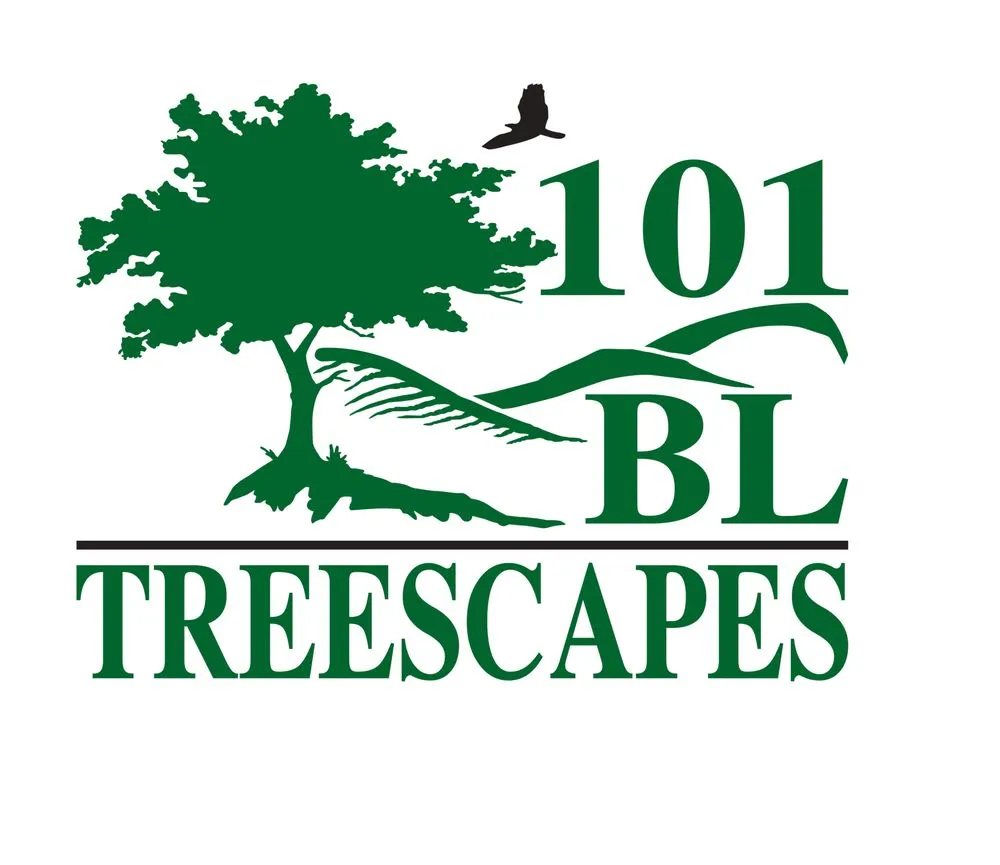 Professional yard maintenance with custom design in Camarillo, CA by 101 BL Treescapes