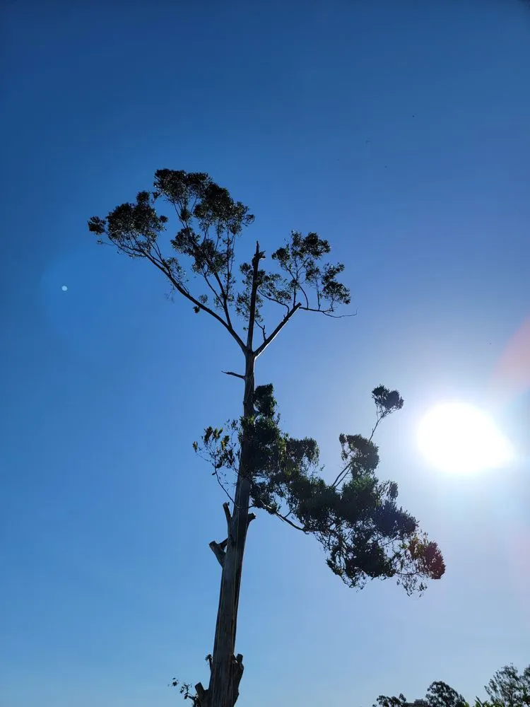 Custom landscape design for residential properties across Camarillo, CA - 101 BL Treescapes