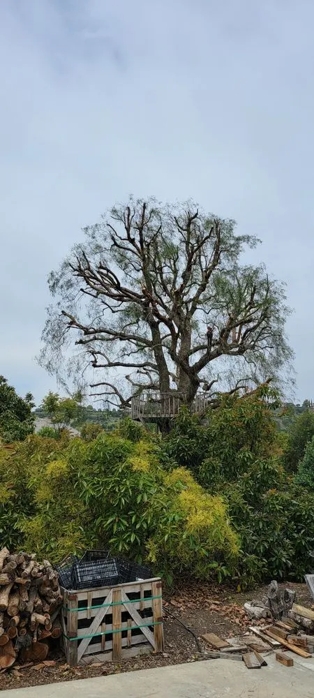 Professional landscape design experts serving Camarillo, CA - 101 BL Treescapes