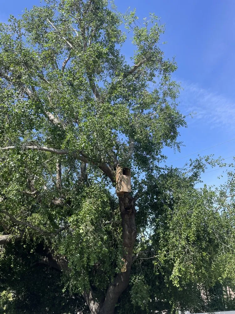 Trusted landscape installation experts serving Camarillo, CA - 101 BL Treescapes