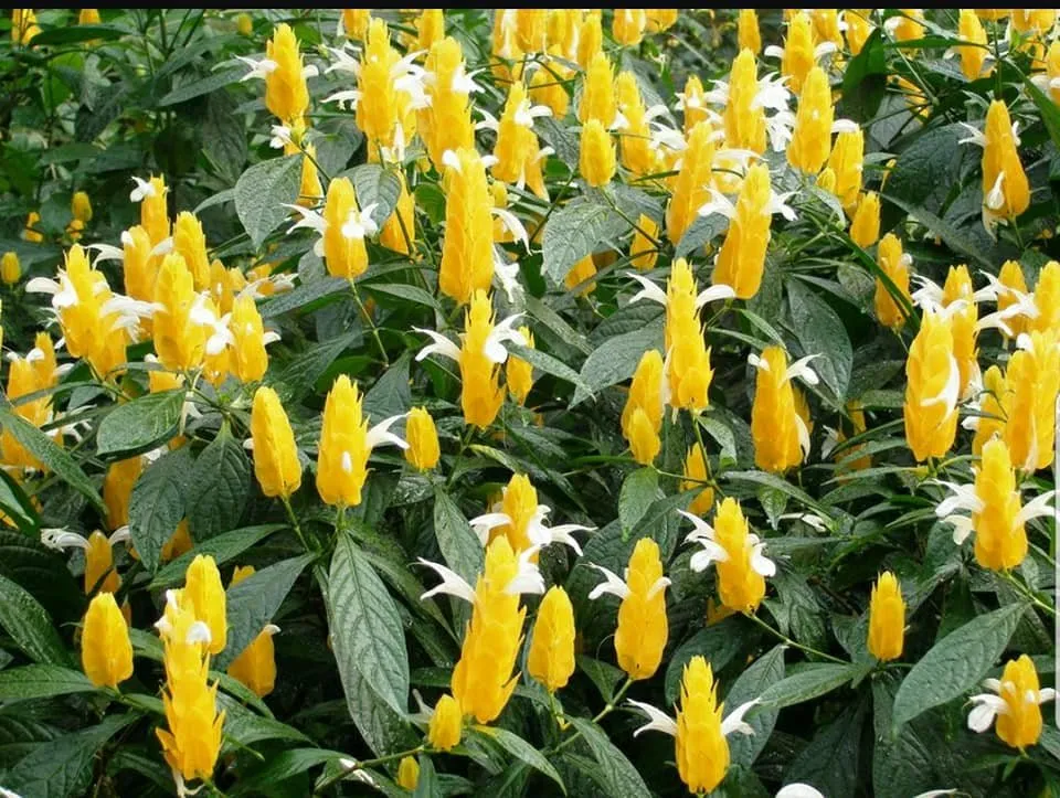 Local lawn mowing service experts serving Edinburg, TX - 107 Garden Center