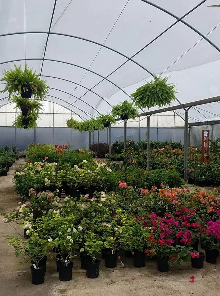 Local landscape design for year-round maintenance in Edinburg, TX by 107 Garden Center