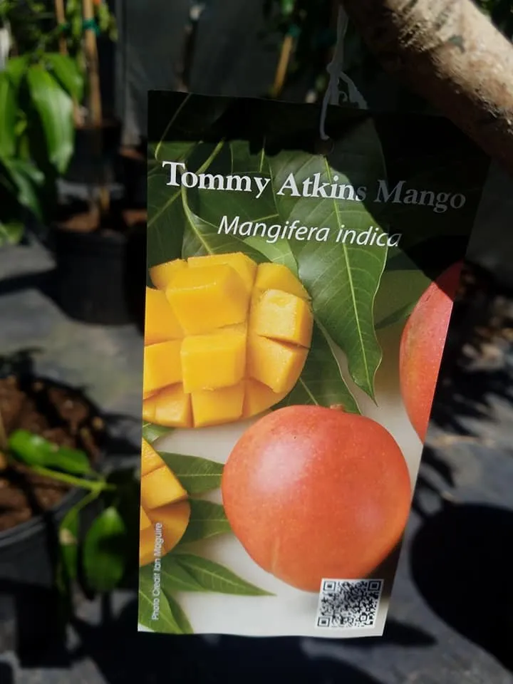 Professional outdoor landscaping experts serving Edinburg, TX - 107 Garden Center