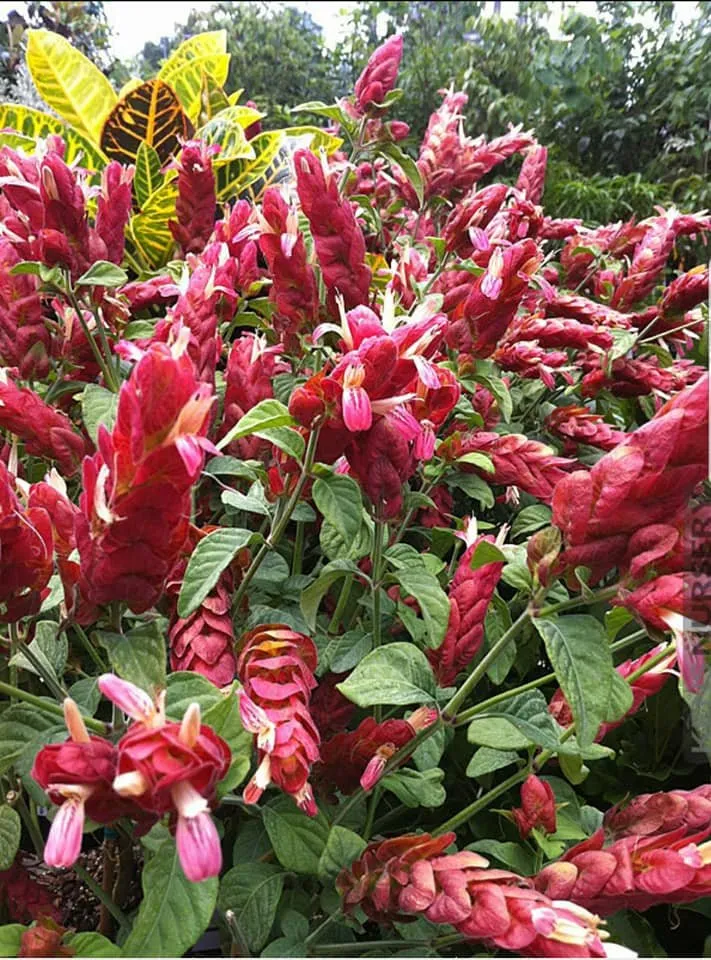 Custom garden landscaping experts serving Edinburg, TX - 107 Garden Center