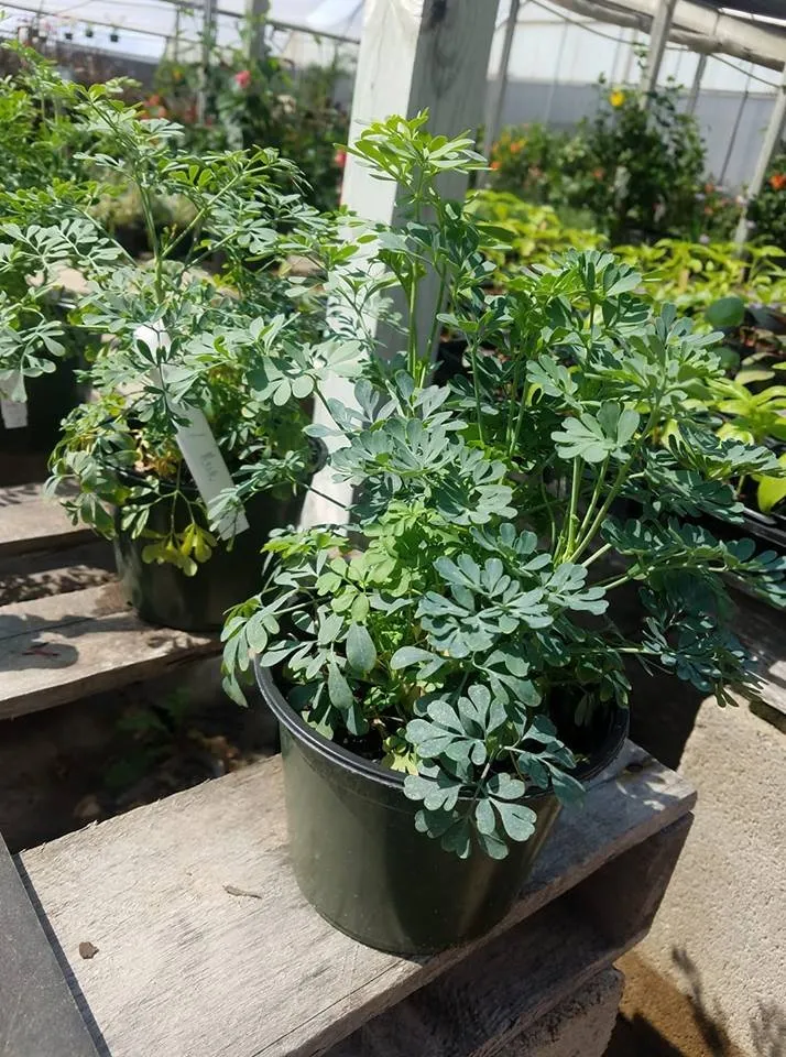 Trusted lawn care service for residential properties across Edinburg, TX - 107 Garden Center