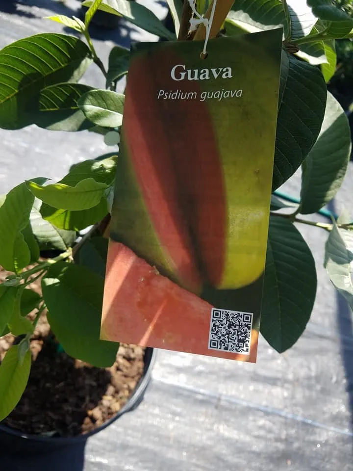 Expert yard cleanup service for beautiful yards in Edinburg, TX by 107 Garden Center