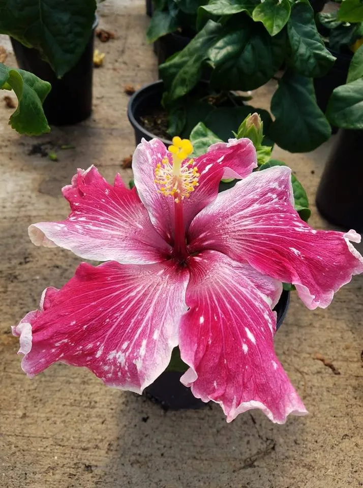 Professional outdoor landscaping experts serving Edinburg, TX - 107 Garden Center