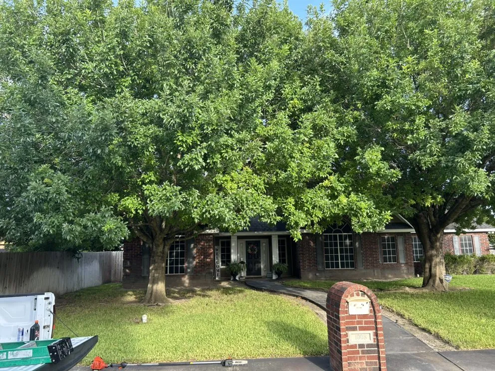 Top-rated yard maintenance for residential properties across Donna, TX - 10X TMF