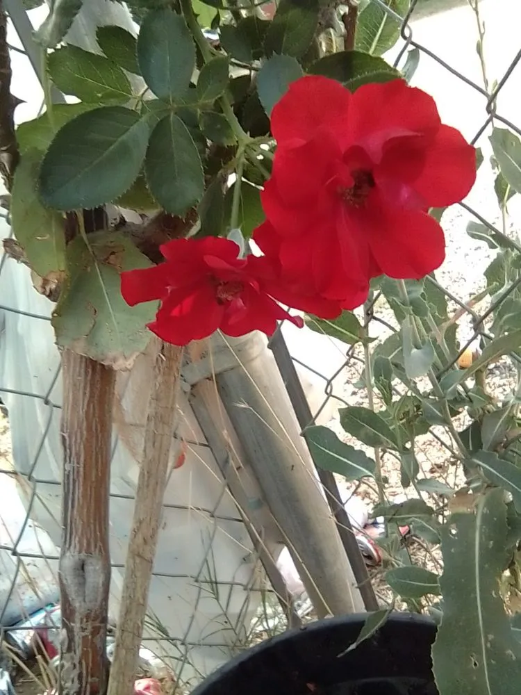 Trusted garden landscaping in Oroville, CA by 123 Landscape