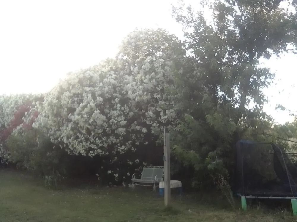 Affordable lawn care service with custom design in Oroville, CA by 123 Landscape