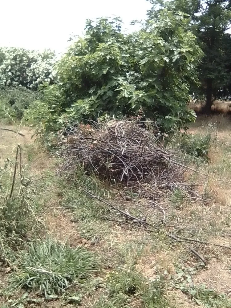 Top-rated yard maintenance in Oroville, CA by 123 Landscape