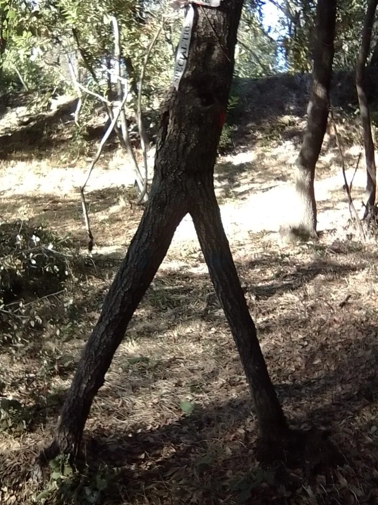 Affordable landscape installation experts serving Oroville, CA - 123 Landscape