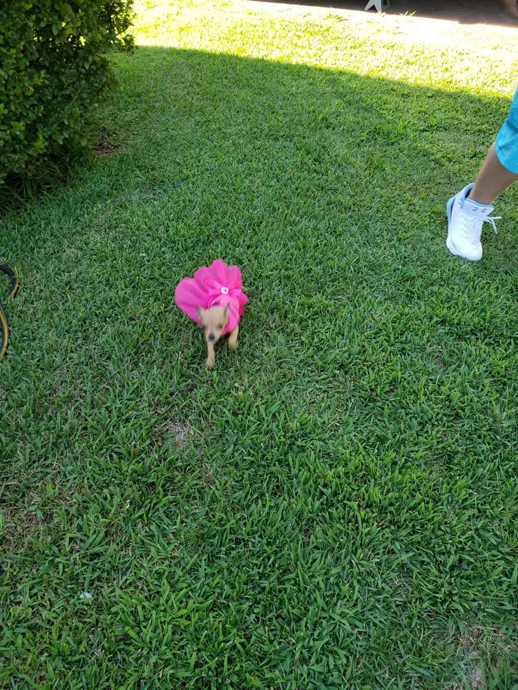 Top-rated landscape design for beautiful yards across Greenville, SC - 123 Lawncare