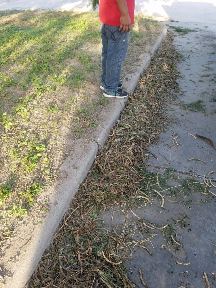 Reliable landscape design in McAllen, TX by 123 RGV Services