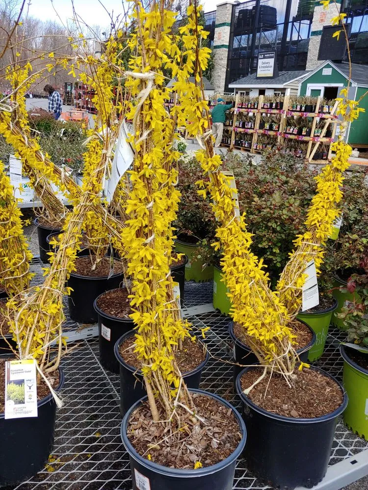 Trusted lawn care service with custom design in Peekskill, NY by 123Flash-handyman