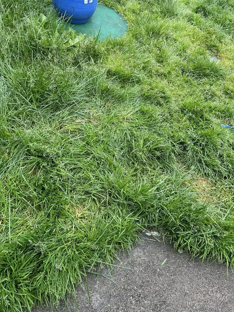 Local landscape design with custom design in Edgewood, WA by 12th Lady Lawn Care