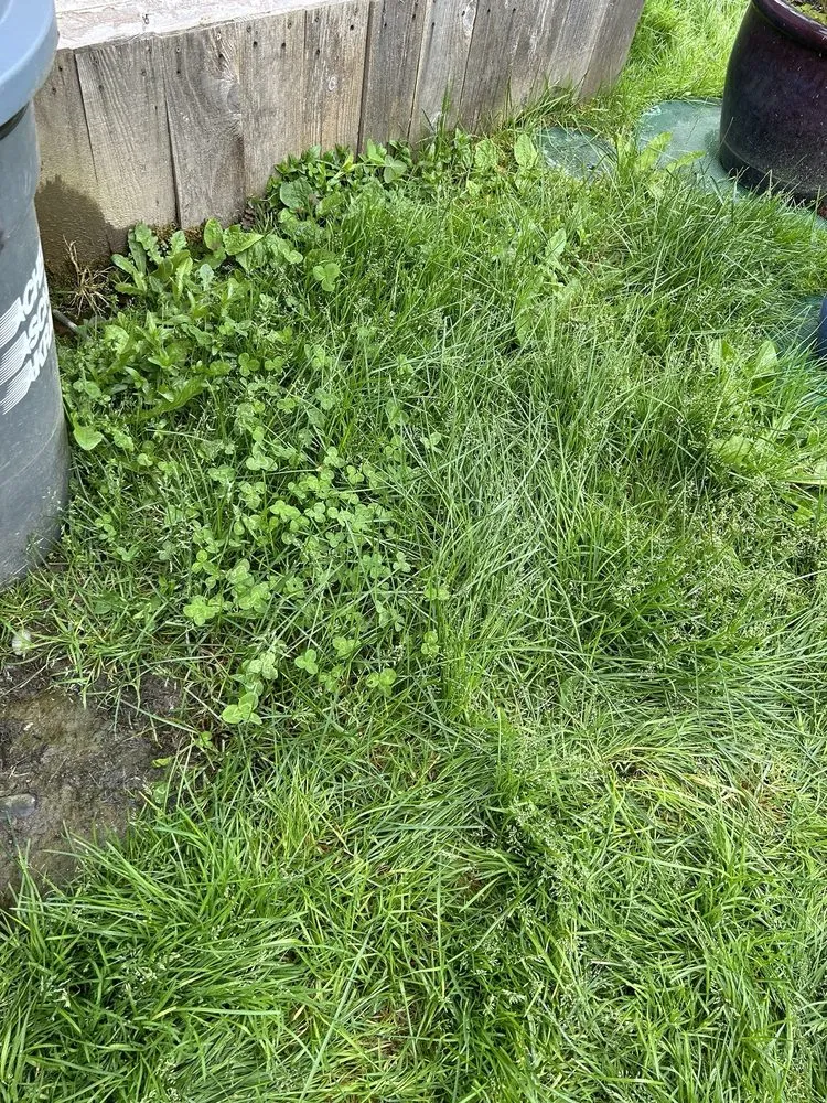 Affordable landscape design in Edgewood, WA by 12th Lady Lawn Care